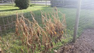 bean bushes drying on the garden fence